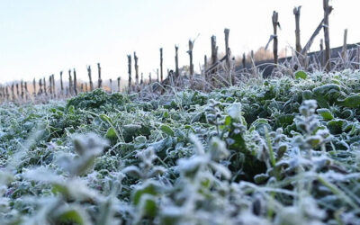 Heladas en Córdoba. En un inicio frío para septiembre, hubo marcas de -5,5°C en el sur provincial
