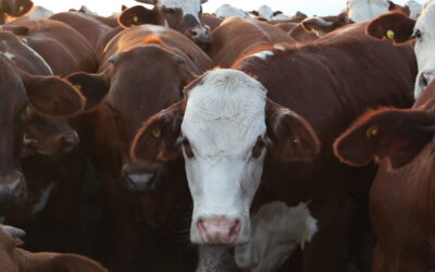 “La ganadería va a ser un gran negocio durante los próximos años, no así la soja”