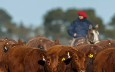 EL IPCVA: Jornada a Campo en el Establecimiento Tres Luceros de Paso de los libres, Corrientes