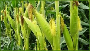 El consumo de maíz 2024/25 para forraje en Argentina se estima en 12,3 millones de toneladas