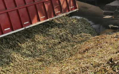 Así viene el ritmo de la molienda de caña