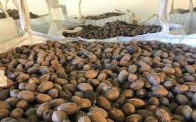 Desde Entre Ríos se exportaron más de 28 mil Kg de nuez pecán a Rusia y Países Bajos