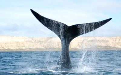 Las orcas transmiten sus habilidades y hábitos de caza de generación en generación