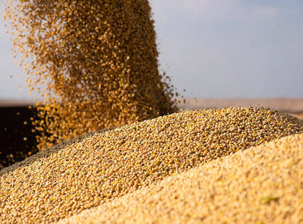 Seminario ACSOJA 2025: La soja como clave en la alimentación animal y el valor agregado en la agroindustria