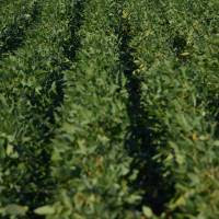 El Gobierno Nacional alcanzó un nuevo récord en la aprobación de eventos vegetales genéticamente modificados