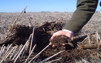 Alertan sobre un retroceso en el área agrícola que implementa la siembra directa