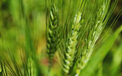 Advierten que la falta de zinc amenaza el potencial del trigo y la cebada