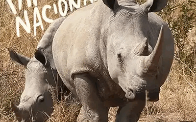 Cómo visitar el Marakele National Park en Sudáfrica