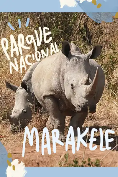 Cómo visitar el Marakele National Park en Sudáfrica