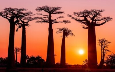 Los secretos de Madagascar