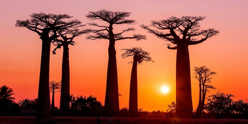 Los secretos de Madagascar