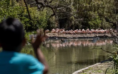 Qué hacer sin plata ante tantos feriados: termo, mate y escapar a un bosquecito antes de Tigre
