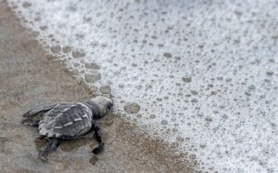 Un espectáculo natural imperdible: La anidación de tortugas en Panamá