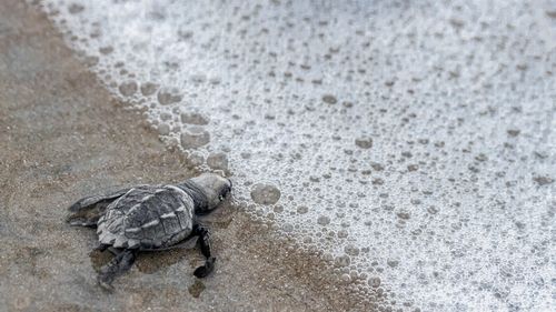Un espectáculo natural imperdible: La anidación de tortugas en Panamá