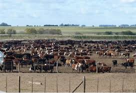 Radiografía del mercado ganadero en Estados Unidos