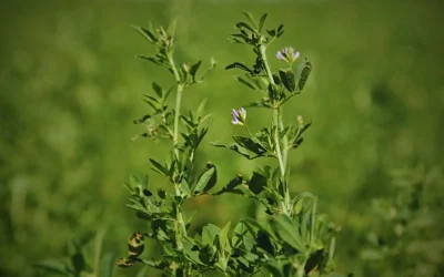 Descubren cómo la alfalfa sobrevive al estrés salino