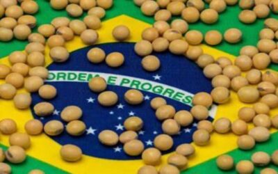 ¡Gracias, Trump! En agosto el 85% de los embarques de soja brasileña se destinó a China y la nación asiática va por más