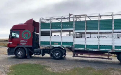 El Senasa habilitó los transportes “bitren” y multiespecie para animales vivos y productos de origen animal