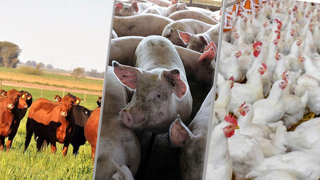 Las carnes brillan con luz verde