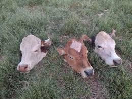 Por el abigeato en Corrientes se dejan de producir 100 mil hectáreas con una pérdida de $106 mil millones