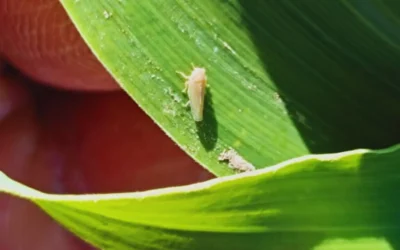 Alerta en el agro: el monitoreo de la chicharrita se vuelve crítico tras un pico poblacional en marzo