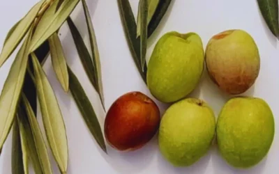 Avances en la adaptación de nuevas variedades de olivo