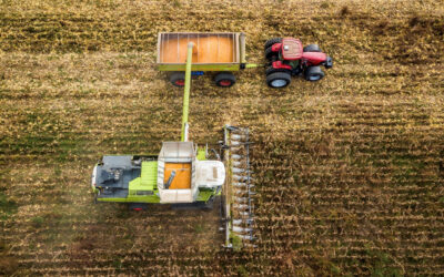 Una nueva lectura del lote con genética moderna