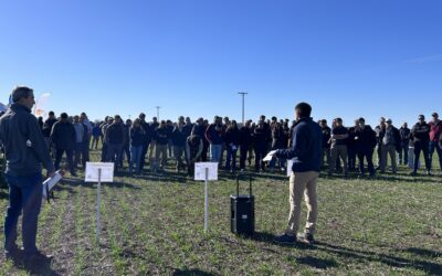 Crucíferas resistentes: el dolor de cabeza en los lotes bonaerenses