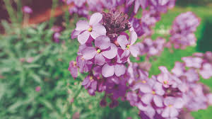 Qué plantas sembrar en primavera para lograr una floración espectacular en el verano
