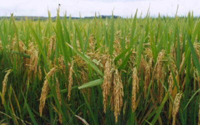 El arroz encabeza la lista de crecimiento exportable de cereales en 2025
