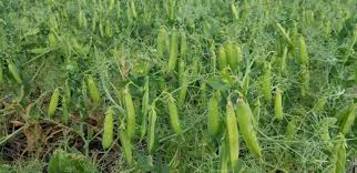 Aunque con márgenes ajustados, la arveja resurge y consolida su lugar dentro de las rotaciones agrícolas