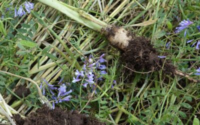 AGD: Lograron convertir la lluvia en riego, jubilaron el barbecho y chau compactación de suelos.