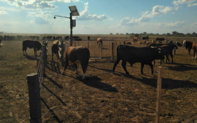 Una startup de «ganadería inteligente» reconocida como el mejor emprendimiento argentino 2025