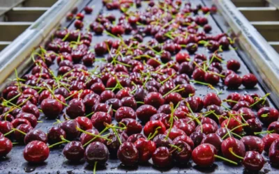 Tecnologías inteligentes para reducir pérdidas que en frutihorticultura pueden llegar hasta un 40 %