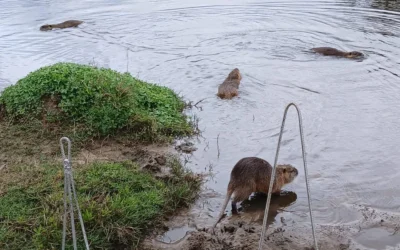 Trasladan coipos desde Palermo a Mercedes y Escobar