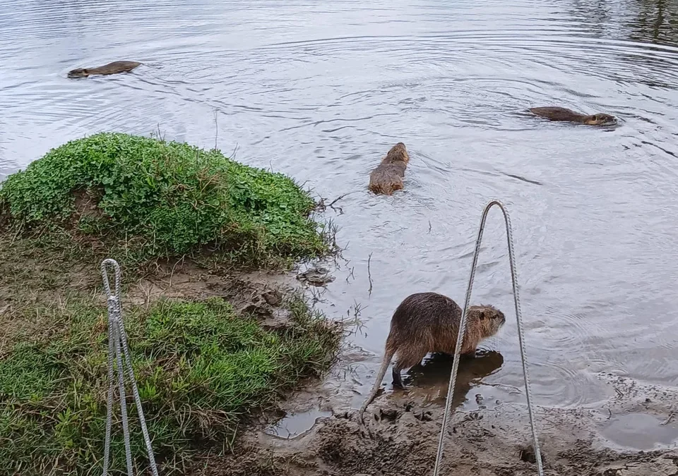 Trasladan coipos desde Palermo a Mercedes y Escobar