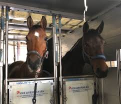 Nuevas condiciones sanitarias para el aislamiento de equinos que sean importados