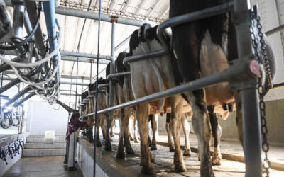 El valor de las exportaciones lácteas crece 13% y también mejora la producción y el consumo interno