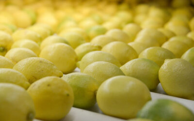 Las exportaciones de cítricos tuvieron el monto exportado más alto en los últimos cinco años