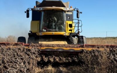 Qué impacto tuvo el régimen de suspensión temporaria de derechos de exportación en los precios del girasol?