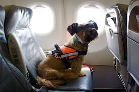 Guía para viajar con mascotas desde Argentina: Qué se necesita y cómo hacer el trámite