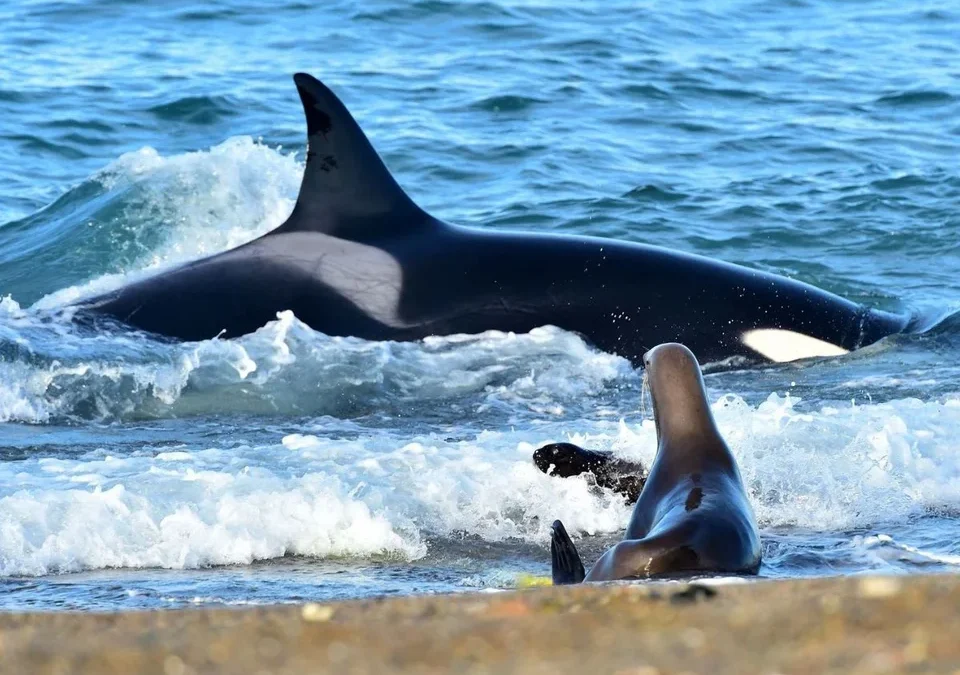 Fauna total en Puerto Madryn: el Safari Marino único en el mundo