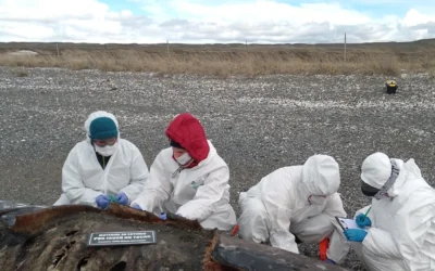 Misterio en Tierra del Fuego: investigan un varamiento masivo de 26 orcas de un ecotipo casi desconocido