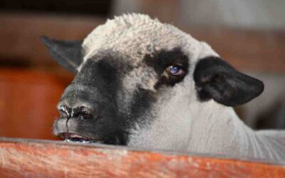 La Asociación de Criadores Hampshire Down lanza su nueva web para potenciar la raza ovina en la Argentina