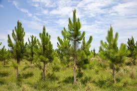 Acciones de prevención para evitar el ingreso de la plaga Sirex obesus que afecta a los pinos