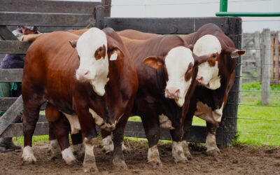 Cuenta regresiva para la Nacional Primavera Braford