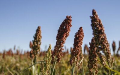 Actualizaron la norma de comercialización de sorgo y a partir de ahora habrá una base de recibo por peso hectolítrico