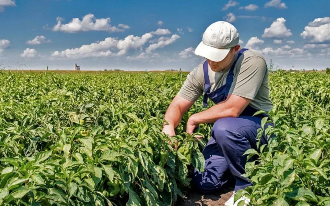 Prevén temperaturas bajas al inicio de perspectiva, fuerte repunte térmico y lluvias muy desparejas en el área agrícola