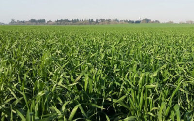 Las «trampas» que debe sortear el trigo para alcanzar el récord de 23 millones de toneladas proyectadas