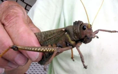 Declararon emergencia en la Patagonia por presencia de la Tucura Sapo